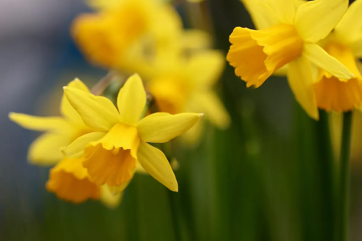 Autumn Planting for Spring Blooms: Your September Tulip Checklist