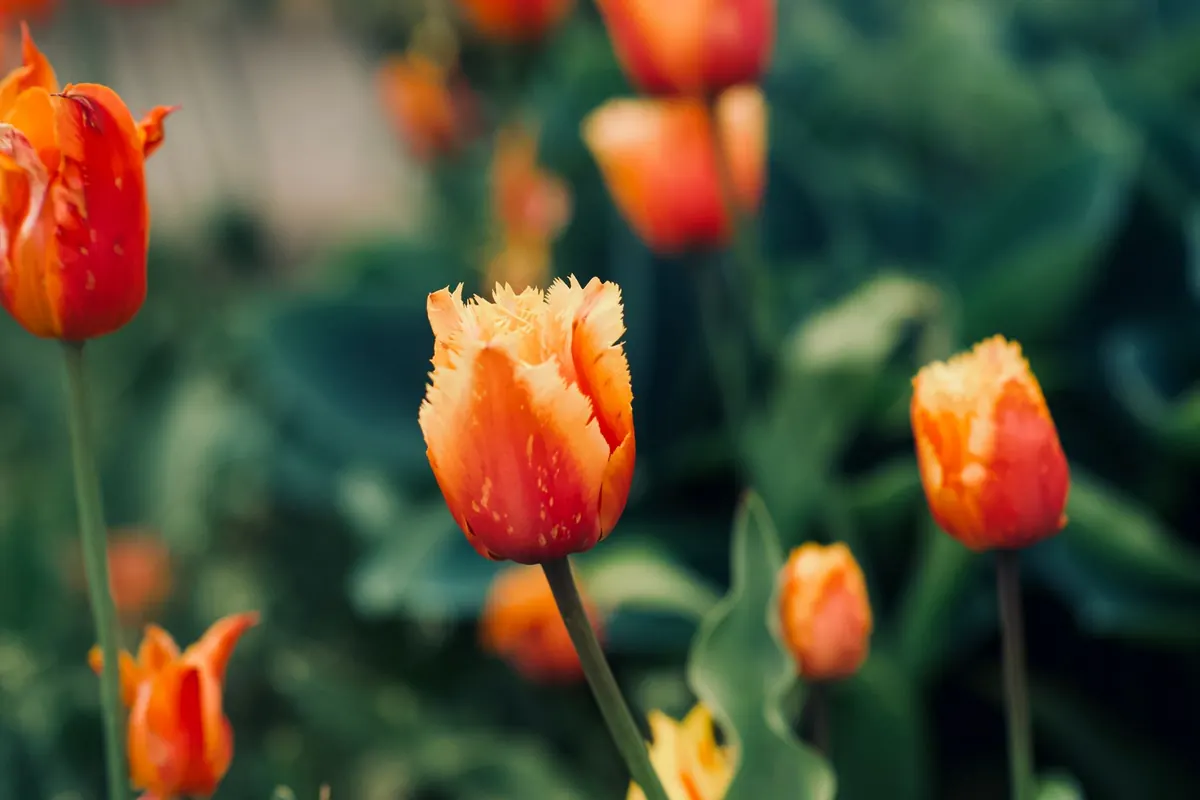 Tulip Growing for Absolute Beginners: 10 Easy Steps