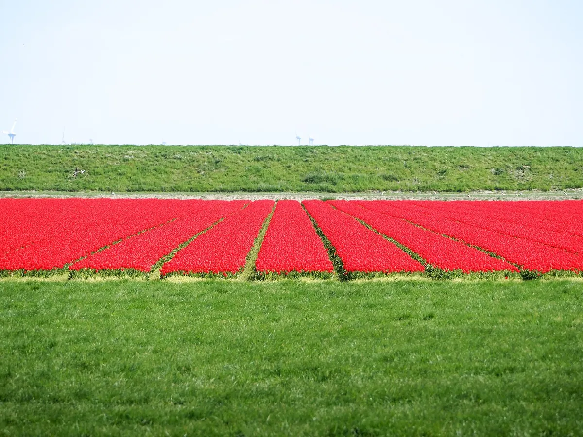 Why Are Tulips Associated with the Netherlands? A Brief History